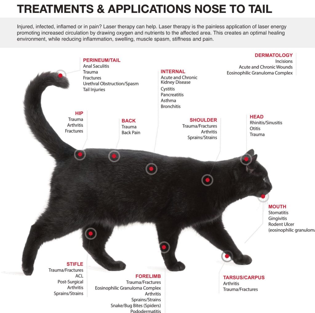 Laser Therapy – North Simcoe Veterinary Services